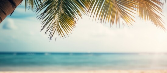 Poster - Blurry palm tree and tropical beach background with sandy surface, emphasizing a summer vacation and travel theme. Ample copy space for adding text or images.