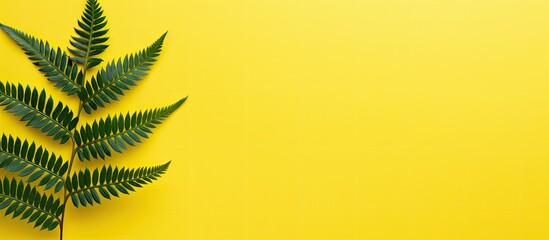 Poster - Top view flat lay of a fern on yellow paper background with ample copy space image.