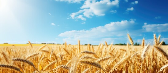 Aufkleber - Fully ripe wheat fields at the end of summer with a beautiful copy space image.