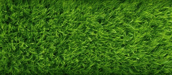 Aufkleber - A bird's eye perspective of a lush green grass surface with a blank space ideal for adding an image.