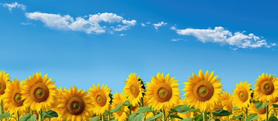 Poster - Nature outdoors: Field of sunflowers against a blue sky, perfect for a copy space image.