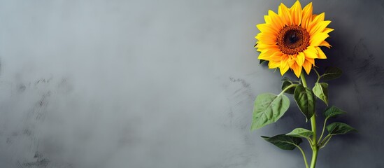 Poster - Sunflower on gray wall with isolated copy space image.