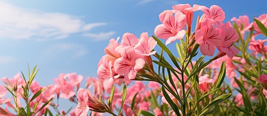 Aufkleber - Beautiful oleander blooming in the garden during summertime, with a clear sky and a tranquil setting, perfect for a copy space image.