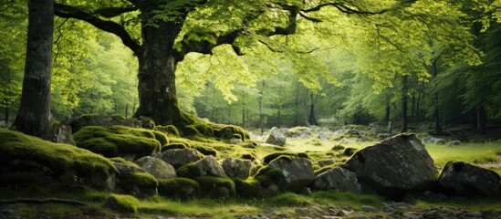 Aufkleber - Tree with the moss provides a serene forest setting; it features green vegetation and a peaceful ambiance, ideal for a copy space image.