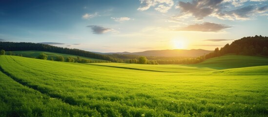 Poster - Sunset light illuminating a lush green field landscape with ample copy space image.