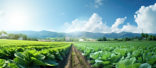 Poster - vegetable field lane with copy space image opportunity.