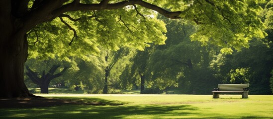Poster - A verdant tree casting a shadow in a serene park setting, providing the perfect ambiance for a tranquil walk or a relaxing break with copy space image.