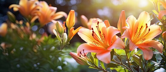 Aufkleber - Blooming flowers of plants in the garden with a blank space for text or graphics to be added in the photo.