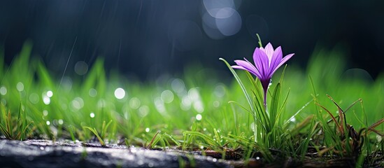 Wall Mural - A small purple grass flower in a tropical setting during the rainy season, with copy space image available.