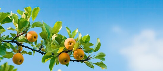 Poster - An apple quince branch looks picturesque against a backdrop of a green garden and a blue sky, creating an ideal copy space image.