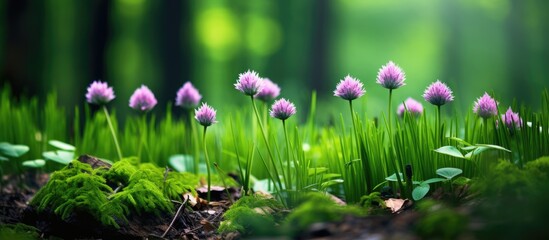 Poster - Chives growing in a woodland setting with copy space image.
