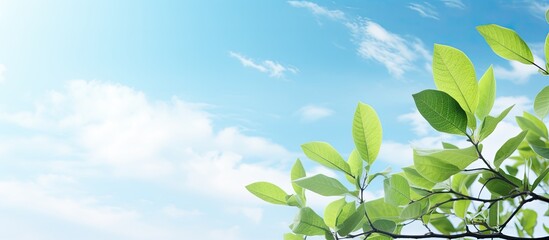 Aufkleber - Sunlit green tree leaves against a blue sky with natural light, ideal for a copy space image.