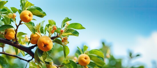 Poster - An apple quince branch looks picturesque against a backdrop of a green garden and a blue sky, creating an ideal copy space image.