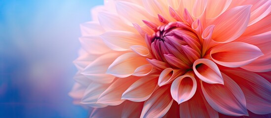 Aufkleber - Soft focus close-up image of a dahlia flower for use as background with copy space image.
