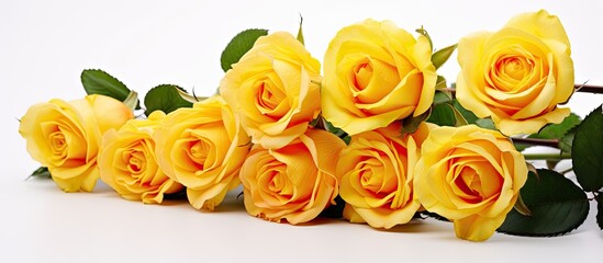 Aufkleber - Elegant arrangement of yellow garden roses for a loved one, set against a white background, with copy space image.