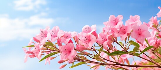 Aufkleber - Beautiful oleander blooming in the garden during summertime, with a clear sky and a tranquil setting, perfect for a copy space image.