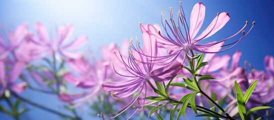 Poster - Cleome spinosa, also known as Spider flower, is a visually appealing plant that resembles a decorative biscuit with potential food applications.
