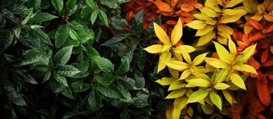 Poster - An image showing a detailed view of a bush with leaves split between green and yellow colors, providing a striking contrast in colors, with copy space image.
