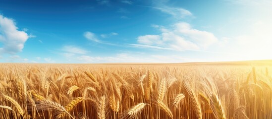 Poster - Fully ripe wheat fields at the end of summer with a beautiful copy space image.