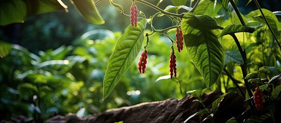 Poster - Long bean plant growing with vibrant colors in a lush garden setting in West Java, with ample copy space image.