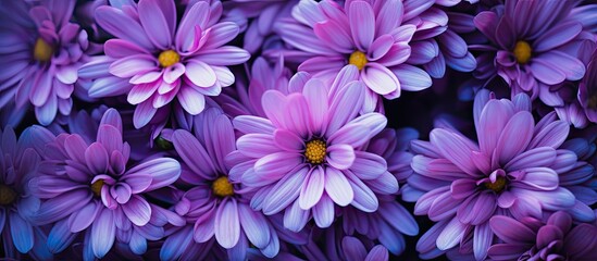 Poster - Close-up macro photo of purple flowers showcasing their vibrant hues with copy space image.