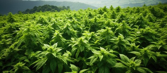 Poster - Photograph of a nettle field captured from above with plenty of visible copy space image.