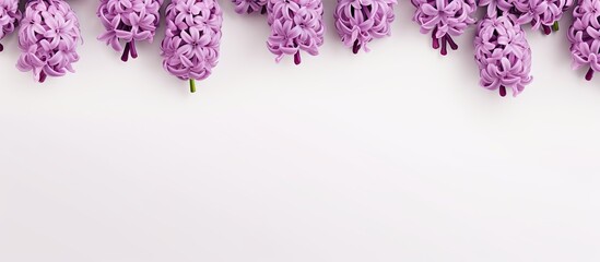 Aufkleber - Soft style abstract floral backdrop featuring purple hyacinth flowers on a white background suitable for spring or summer, with copy space image.