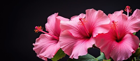 Aufkleber - Close-up image of pink Chinese Hibiscus flowers with copy space image available.
