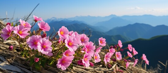 Poster - Flowers blooming at the summit with copy space image.