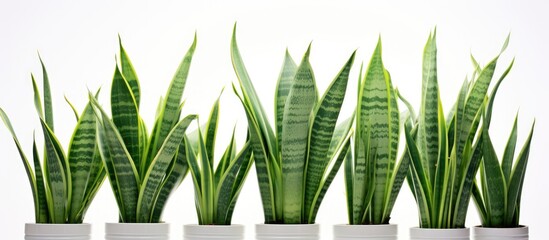 Fototapete - Sansevieria rifasciata displayed on a white backdrop with copy space image available.