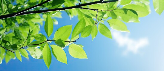 Wall Mural - Sunlit green tree leaves against a blue sky with natural light, ideal for a copy space image.