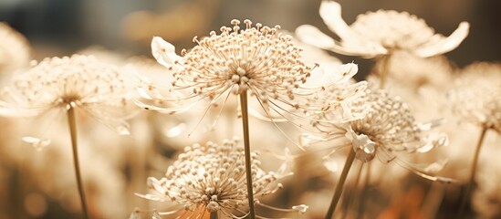 Aufkleber - Macro shot of wild carrot flowers with copy space image.