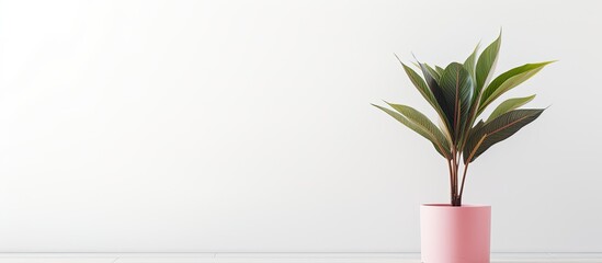 Fototapete - A faux plant in a pink pot on a white table against a white wall backdrop, with copy space image.