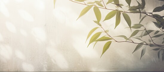 Aufkleber - Blurred natural light filters through windows, casting leaf shadows on textured wall with abstract background suitable for product display and mockup with copy space image.