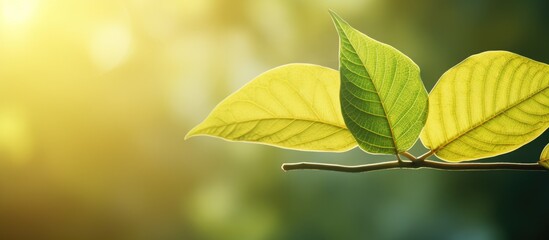 Aufkleber - Beautiful vibrant green and yellow leaf set against a natural background with copy space image.