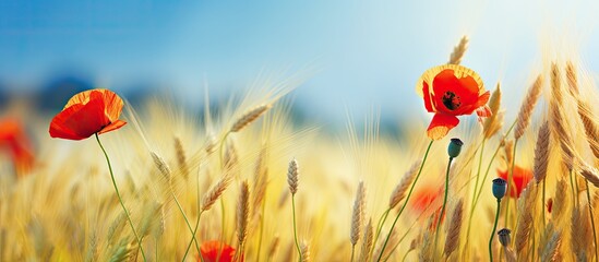 Aufkleber - Vivid colors: red poppy and yellow wheat in a field of poppies under the morning sun, with space for text or elements.