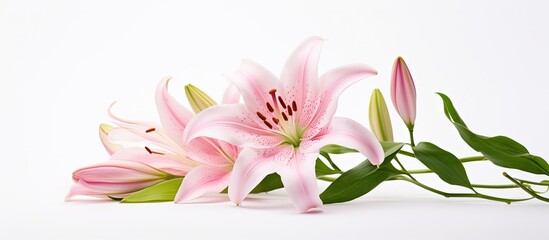 Poster - Pink lily blossom against a white backdrop with copy space image.