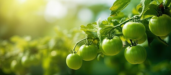 Poster - Unripe green tomatoes dangle on the bush, creating a picturesque copy space image.