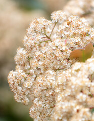 Wall Mural - Small white flowers on the bushes as a background