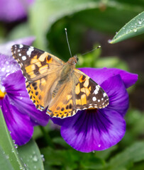 Sticker - Butterfly on a purple flower. Close-up