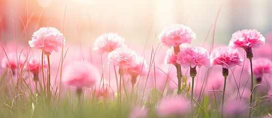 Aufkleber - Pink carnation grass flowers bloom during the summertime in the garden, with a beautiful copy space image in the background.