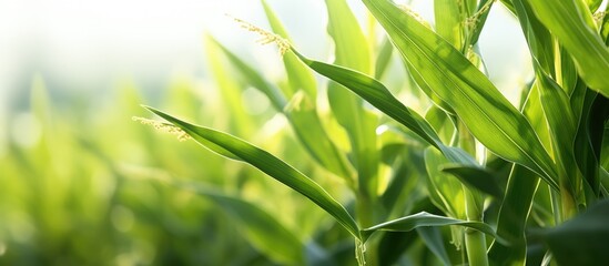 Poster - juvenile corn stalks rustling gently in the breeze with bright green leaves and elegant tassels, per