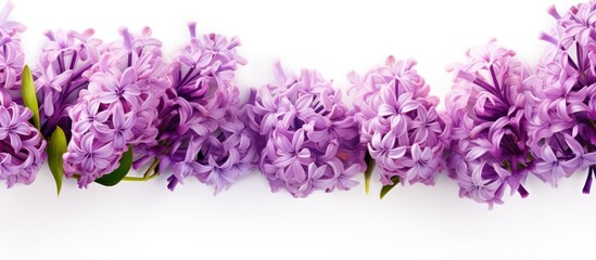 Poster - Soft style abstract floral backdrop featuring purple hyacinth flowers on a white background suitable for spring or summer, with copy space image.