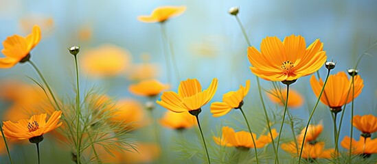 Aufkleber - Sulfur cosmos, also known as Cosmos sulphureus or yellow cosmos, displays stunning orange flowers against a blurred backdrop in a copy space image.