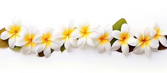 Poster - White Plumeria flowers isolated on a white background with copy space image.