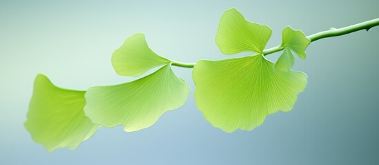 Poster - Close-up of a young Ginko biloba tree leaf displaying a floral pattern, within a smart herbal concept, with available copy space for image.