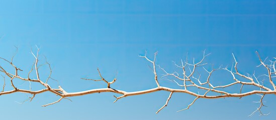 Poster - Dry tree branches in a close-up shot set against a blue sky background with abundant copy space image.