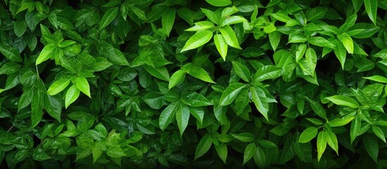 Aufkleber - Lush green foliage provides a natural backdrop with copy space image for text or graphics.