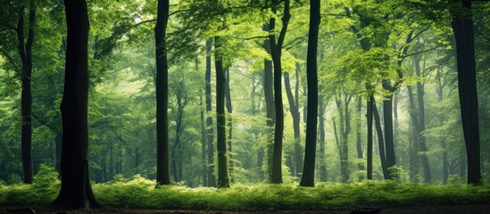 Aufkleber - Scenic shot of trees in the forest with copy space image.