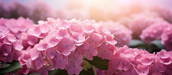 Poster - Pink hydrangeas in full bloom during spring with a visually pleasing aspect, presenting an option of a background copy space image.